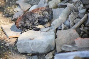 بهره‌ برداری از تقاضای داخلی، اولویت اصلی گهرزمین در فروردین ۱۴۰۴